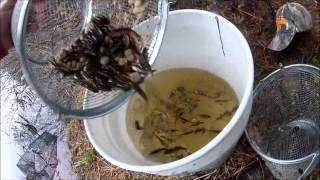 Checking Minnow Traps With Great Results Gees -Vs- Frabill