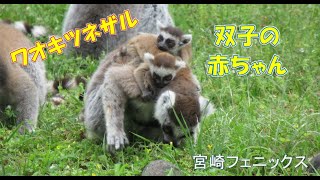 ワオキツネザルの双子の赤ちゃん