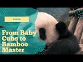 Meet The Giant Panda King Of The Bamboo Forest