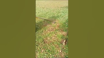 Lawn edging by string trimmer 😮 #shortsvideo #youtubeshorts #shorts #viralshorts