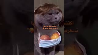 تعرض للقطاوة مقابل تونة الاغراء شغال  I discovered my cat was being offered dry food