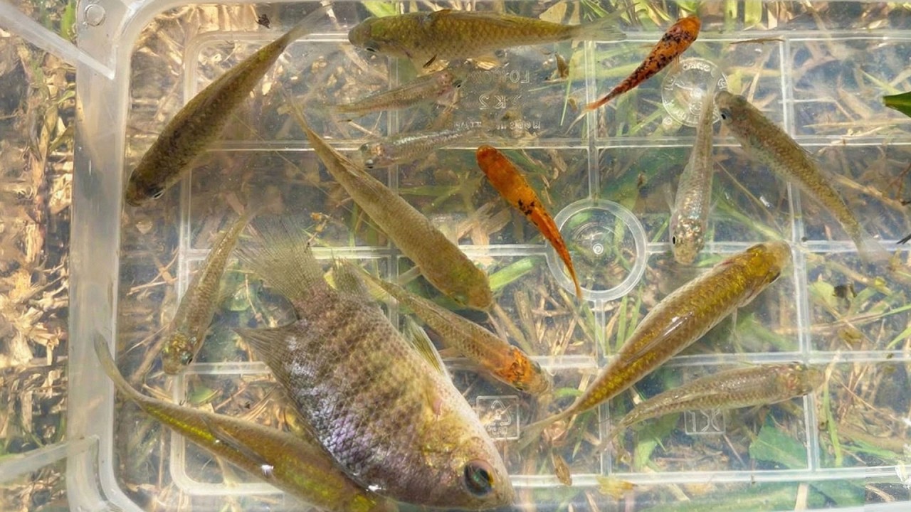 Catch creatures in a summer lake in the countryside fish, riot platy ...