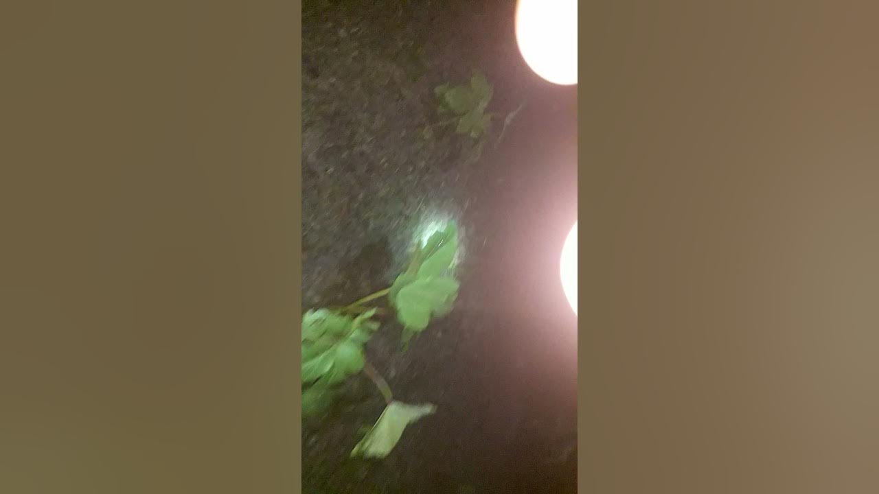 killing the African snails with salt. YouTube