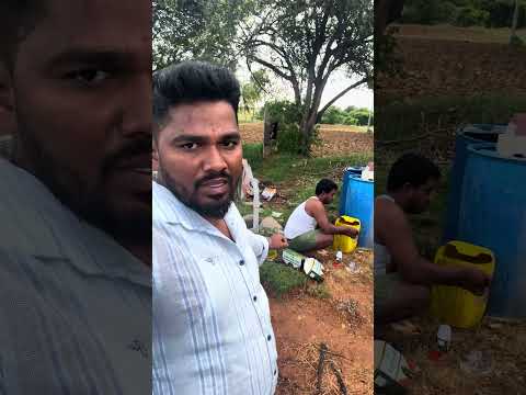 మన టమోటో తోటలో 5 వ స్ప్రేయింగ్ #agriculture #telugutomato #farming #tsfarmers #farmer #tamoto