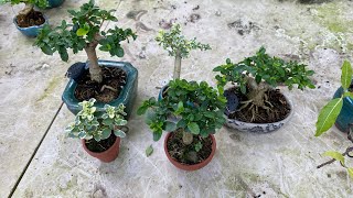 8/18😊 0934229986 MINI BONSAI