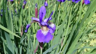 4K Test Iris