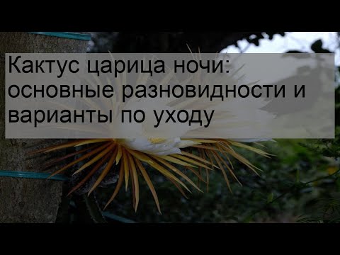 Кактус царица ночи: основные разновидности и варианты по уходу