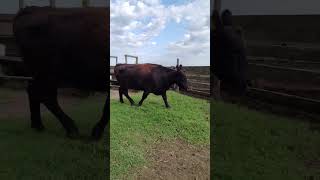 Video: Vaca Angus Rp 514