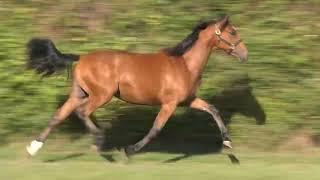Vidéo Lot 698 Precious Star - Ventes De Trotteurs De Caen - 24 Septembre 2026