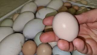 вывод необычных цыплят,  что с яйцеклеткой Дульки?