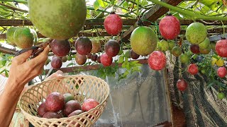 No need for a garden - Growing passion fruit at home gives unexpected yield