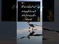 Naseeb naseeb ki BAAT ha koi nafrat da kr b piyar pa jata ha urdu quotes| urdu beautiful lines