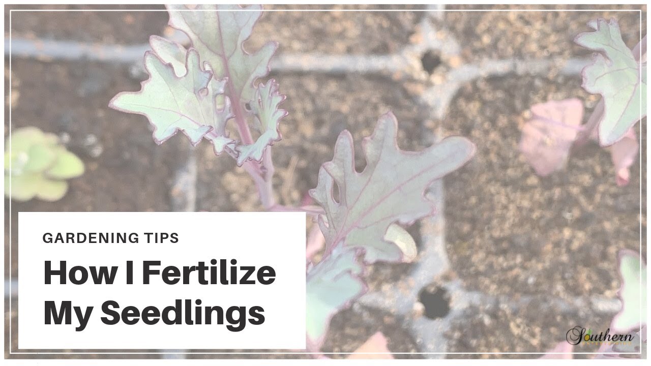 Seed Starting|How I Fertilize My Seedlings - YouTube