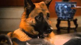 Love Between Cats And Dogs