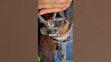 Why Do Horses Wear Shoes 
