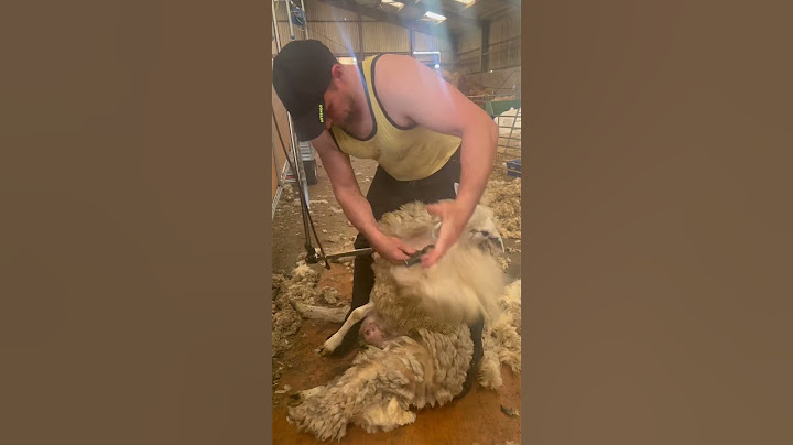 Shearing sheep in England