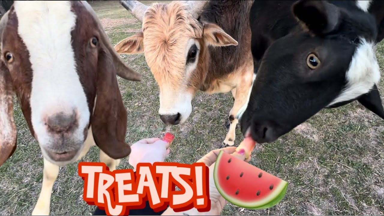 Special TREATment for the newbies! 🍉