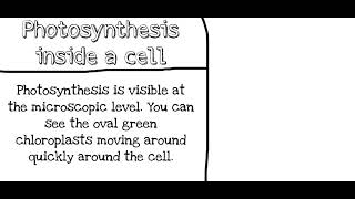 Famous Photosynthesis (Under a Microscope) Net Worth