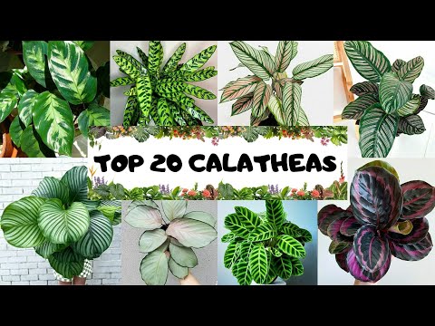 Vídeo: Calathea Variedades: Diferentes Tipos de Calathea Houseplant