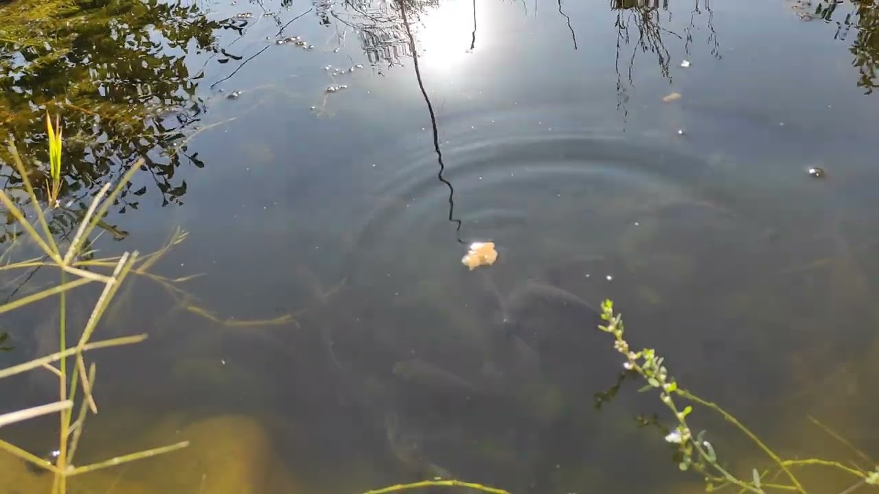 Утром у пруда, хлеб для карася 