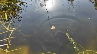 картинка: Утром у пруда, хлеб для карася #пруд #fish #lake #koifish #карась