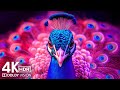 INSANE VIBRANCE! 🌸 The Ultimate 4K HDR Demo (Dolby Vision™ ULTRA HD)