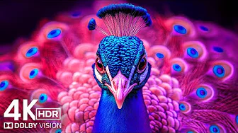 INSANE VIBRANCE! 🌸 The Ultimate 4K HDR Demo (Dolby Vision™ ULTRA HD)
