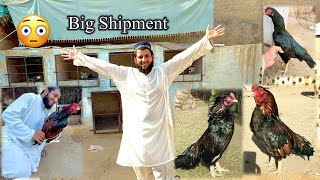 Download Lagu Aseel Farm Ko Big Shipment Keliy Ready Kr Dya 😳 MP3 Download Lagu Aseel Farm Ko Big Shipment Keliy Ready Kr Dya 😳 MP3