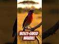 Violet eared Waxbill #birdsongs