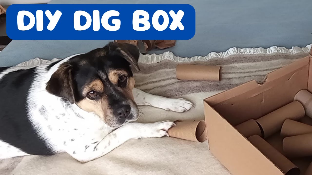 I Made A DIY Dig Box For My Dog And This Was Her Reaction - YouTube