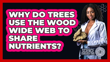 Why Do Trees Use The Wood Wide Web To Share Nutrients? - Science Through Time