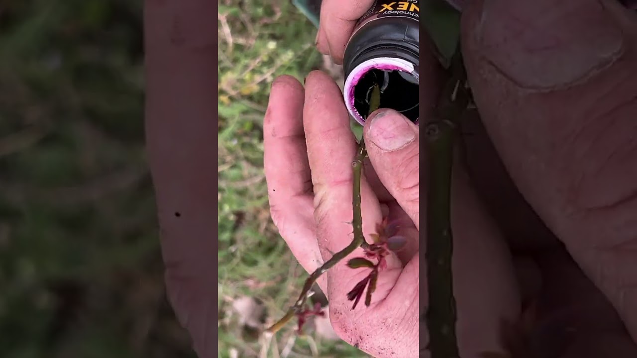 Rose clone attempt with Clonex 15 February 2023