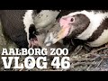 Se de nuttede pingvinunger! 🐧  | Chimpanserne æder hest 🙊🐴 | Aalborg Zoo VLOG 46 - 1. del