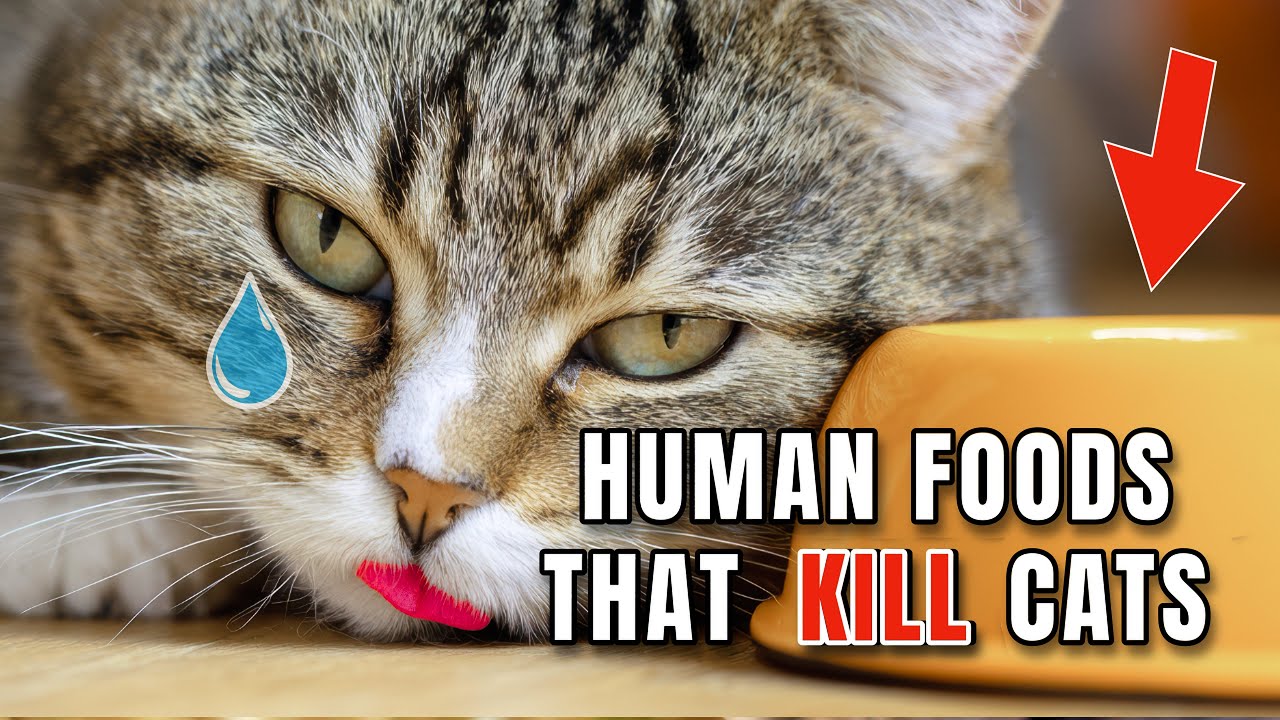 WARNING- 14 Human Foods That Can Seriously Harm Your Cat