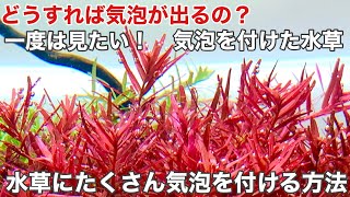 水草に酸素の気泡をいっぱい付ける方法〜水草水槽ノウハウ The photosynthesis of aquarium tank