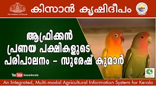 Feature on rearing of African love birds by Suresh Kumar, Trivandrum