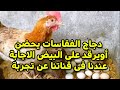 دجاج الفقاسات يحضن أويرقد على البيض الاجابةعندنا فى قناتنا عن تجربة ناجحة من سنين طيور فوق السطح 