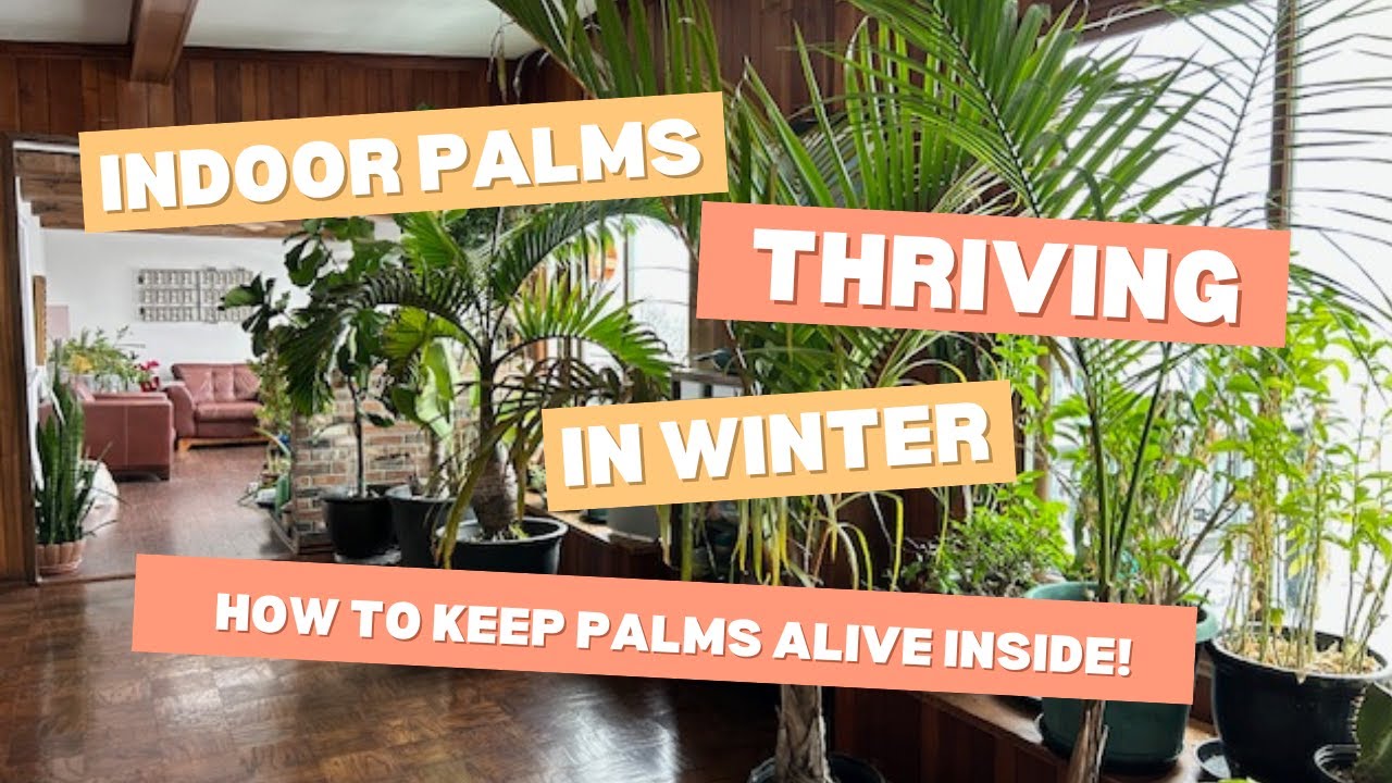 Indoor Palms Thriving In Winter: How To Keep Palms Alive Inside! - YouTube