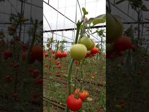 Video: Qish uchun marinadlangan gilos pomidorlari: mazali retseptlar