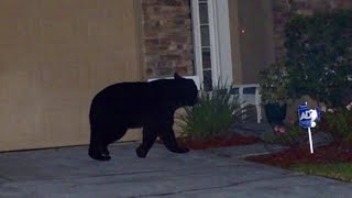 Black Bear neighborhood sightings