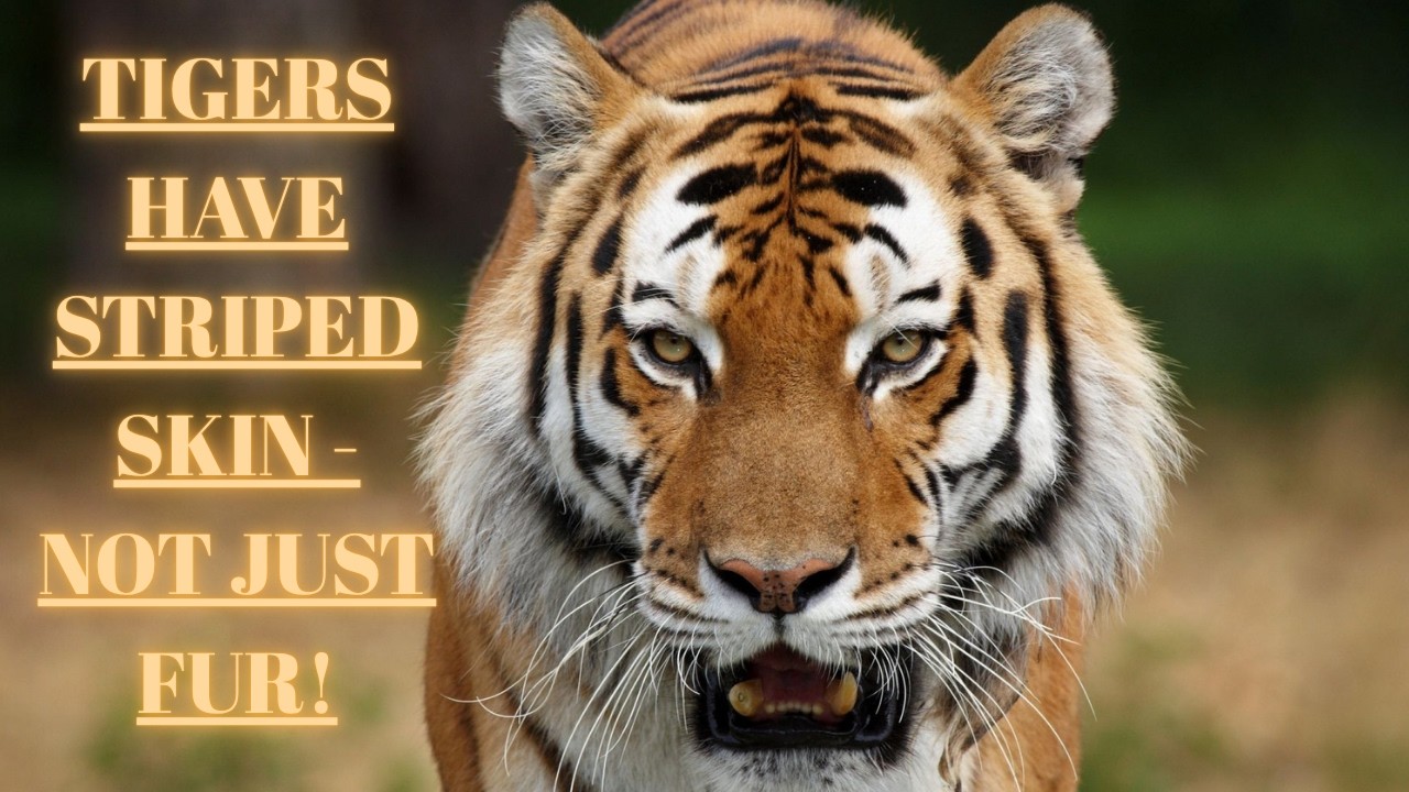 You Won’t Believe This Tiger Fact! 🐅 | Striped Skin, Not Just Fur - YouTube
