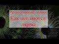 #регрессивныйгипноз #чистка #гипноз Как цепляются лярвы. Регрессивный гипноз. Елена Бэкингерм