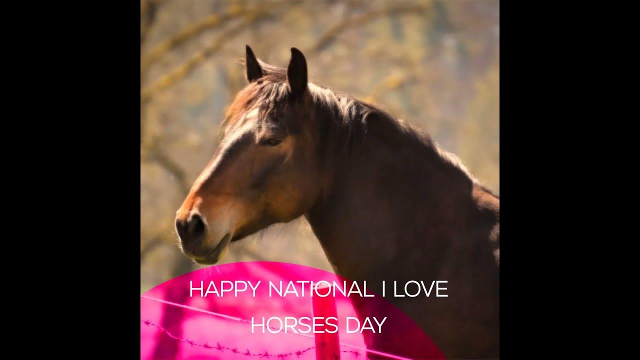 National I Love Horses Day YouTube