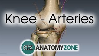 Knee Arteries - 3D Anatomy Tutorial