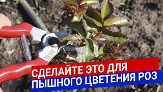 Сделайте это для пышного цветения роз