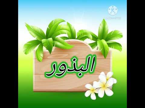 الدرس الثاني البذور للصف الثالث الحصة الأولى