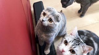 猫ちゃんが大好きなやつが・・・（目線の先には）