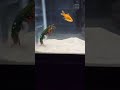 Mantis shrimp eats his friend 
