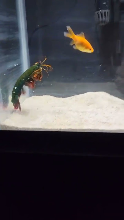 Mantis Shrimp Eats His Friend! 😭