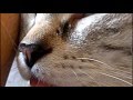 Cats sleep in weird places compilation dez 2014  sweet little kitty attack